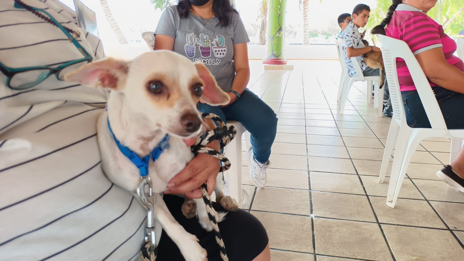 Más de dos mil mascotas han sido integradas