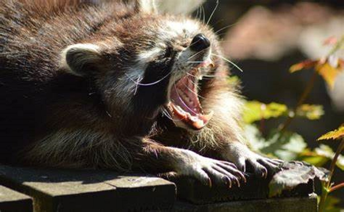 Mapaches han atacado personas