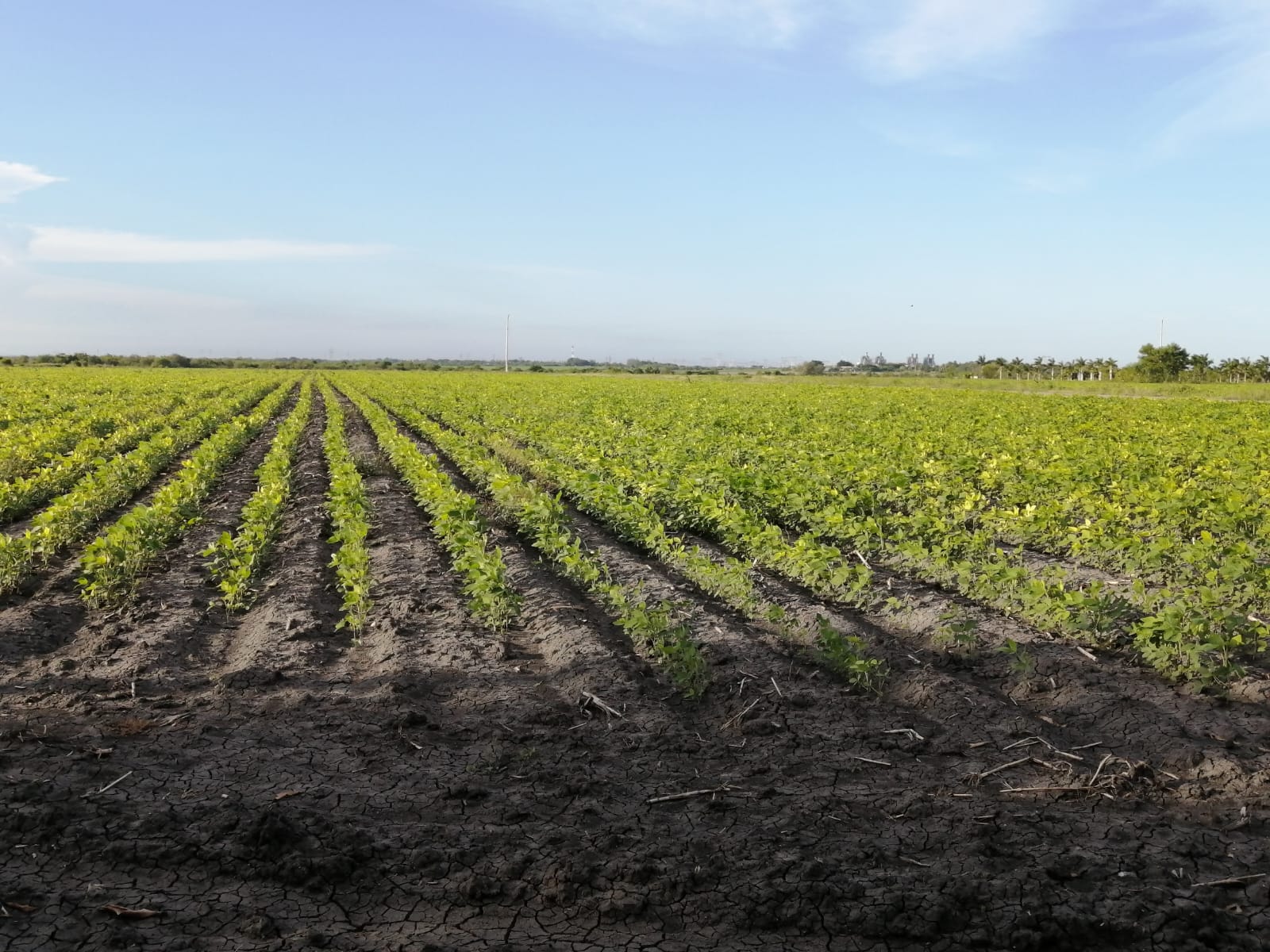 más de 30 mil hectáreas de soya