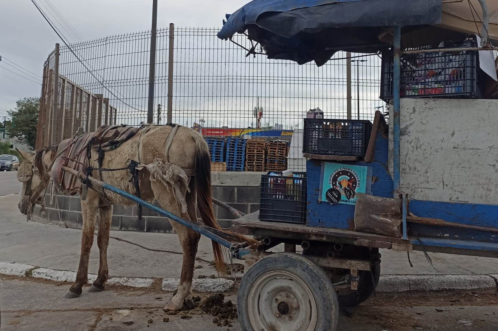 Ley de Protección animal