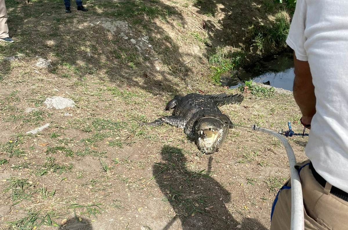 Tampico va a multar a propietarios que descuiden