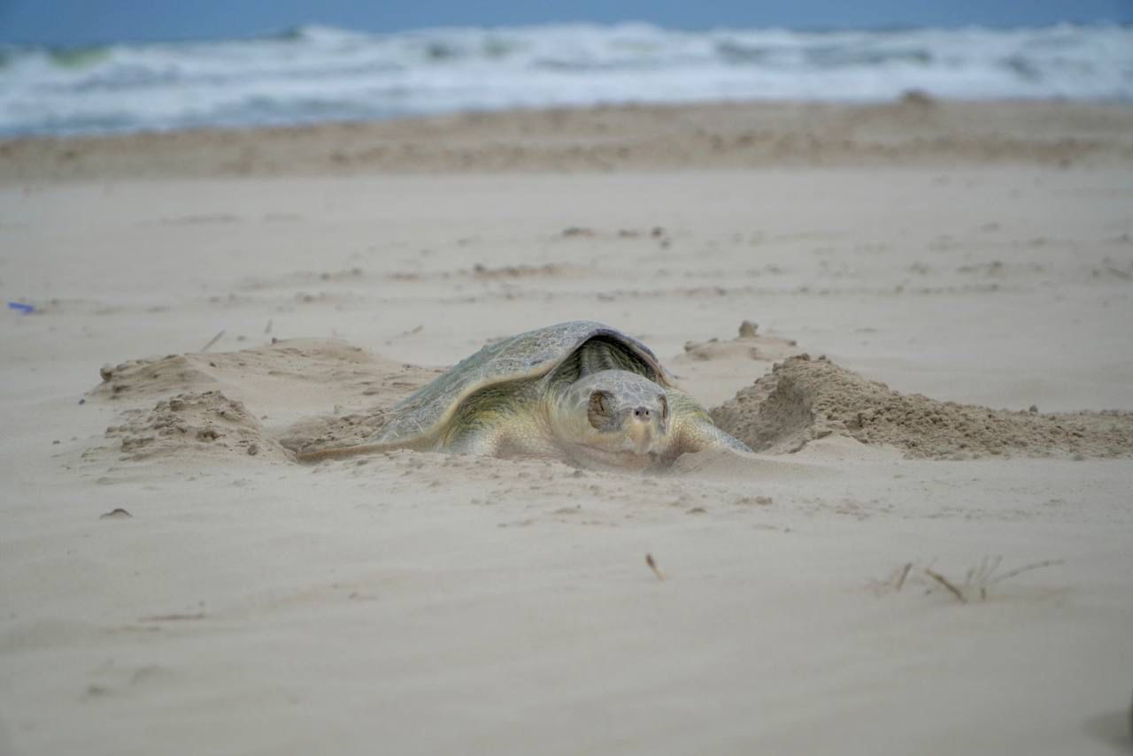 cinco tortugas lora habían arribado