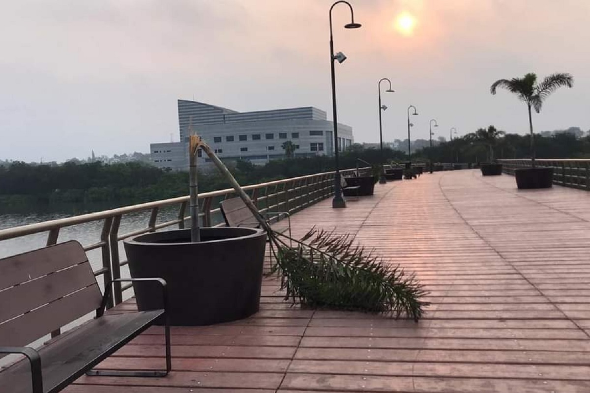 palmeras Laguna del Carpintero