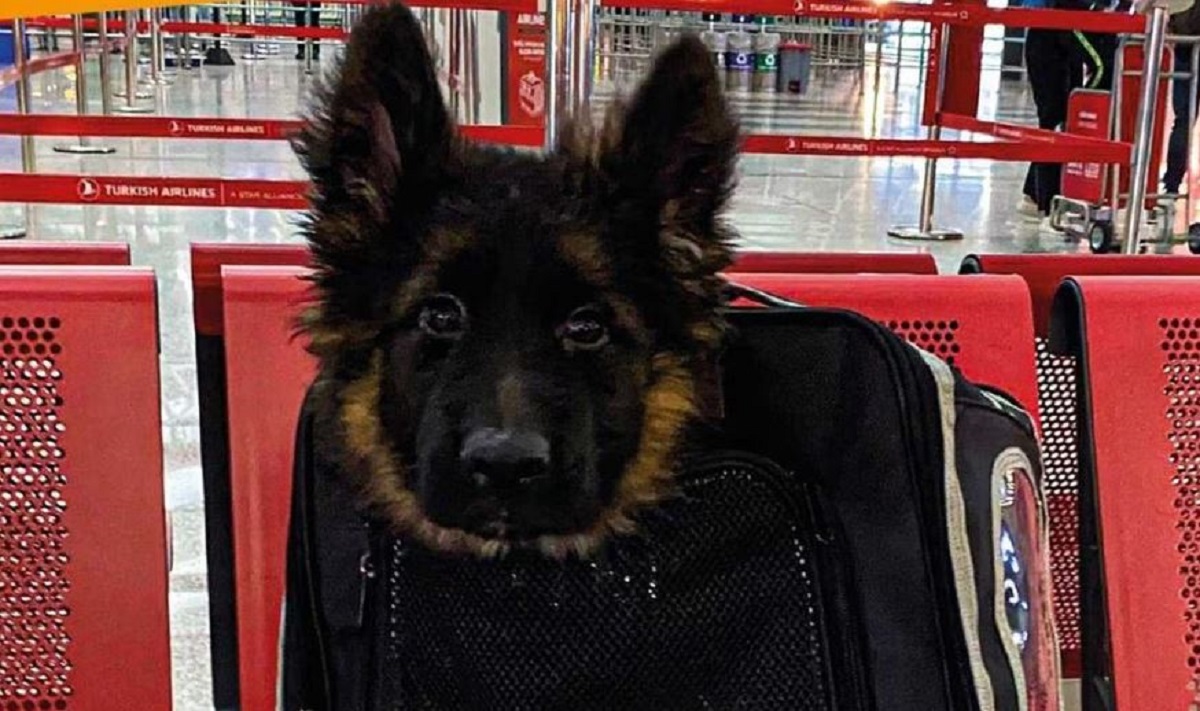 Turquía regala a la Sedena un cachorrito