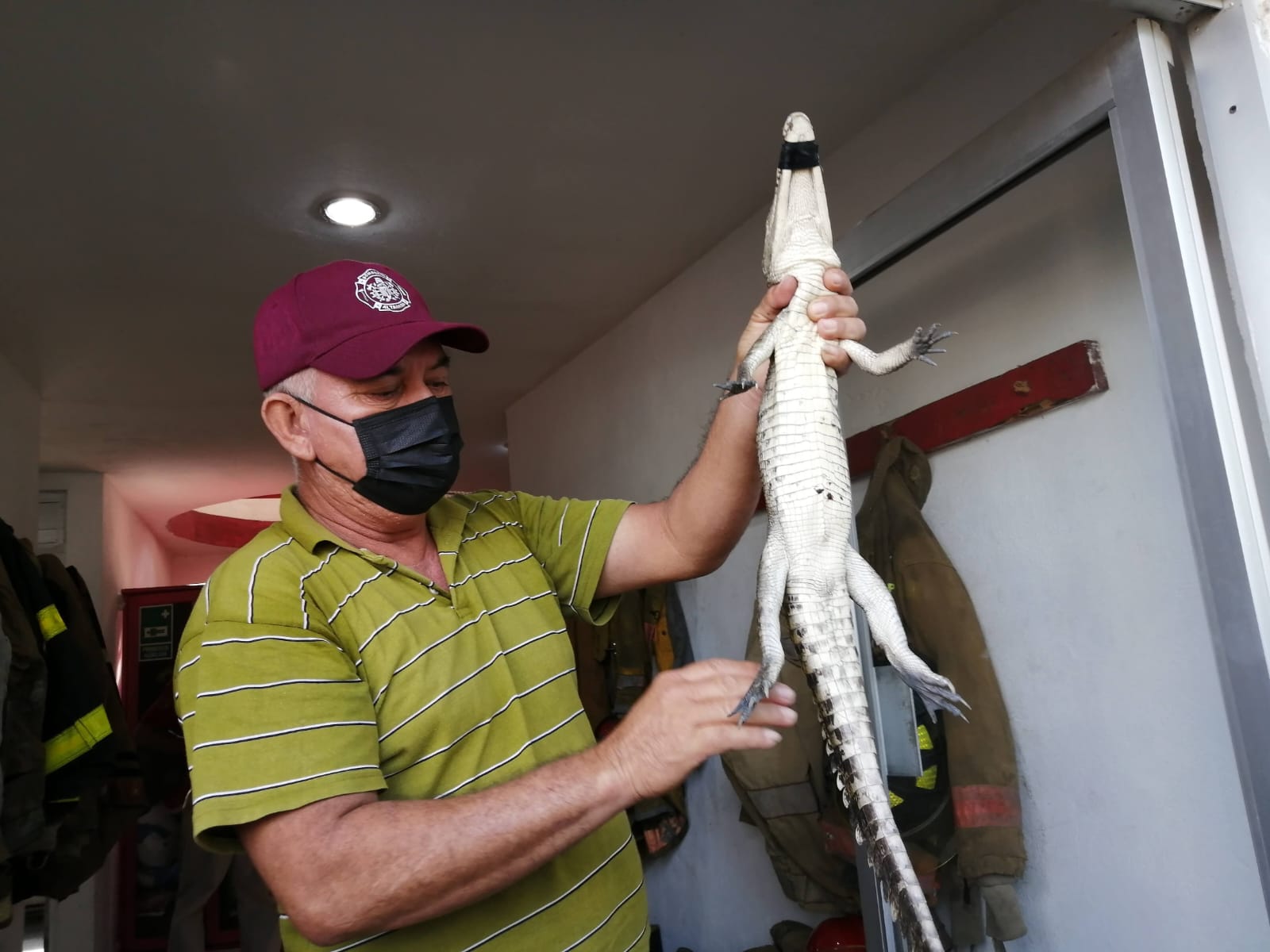 Temporada de anidación de cocodrilos