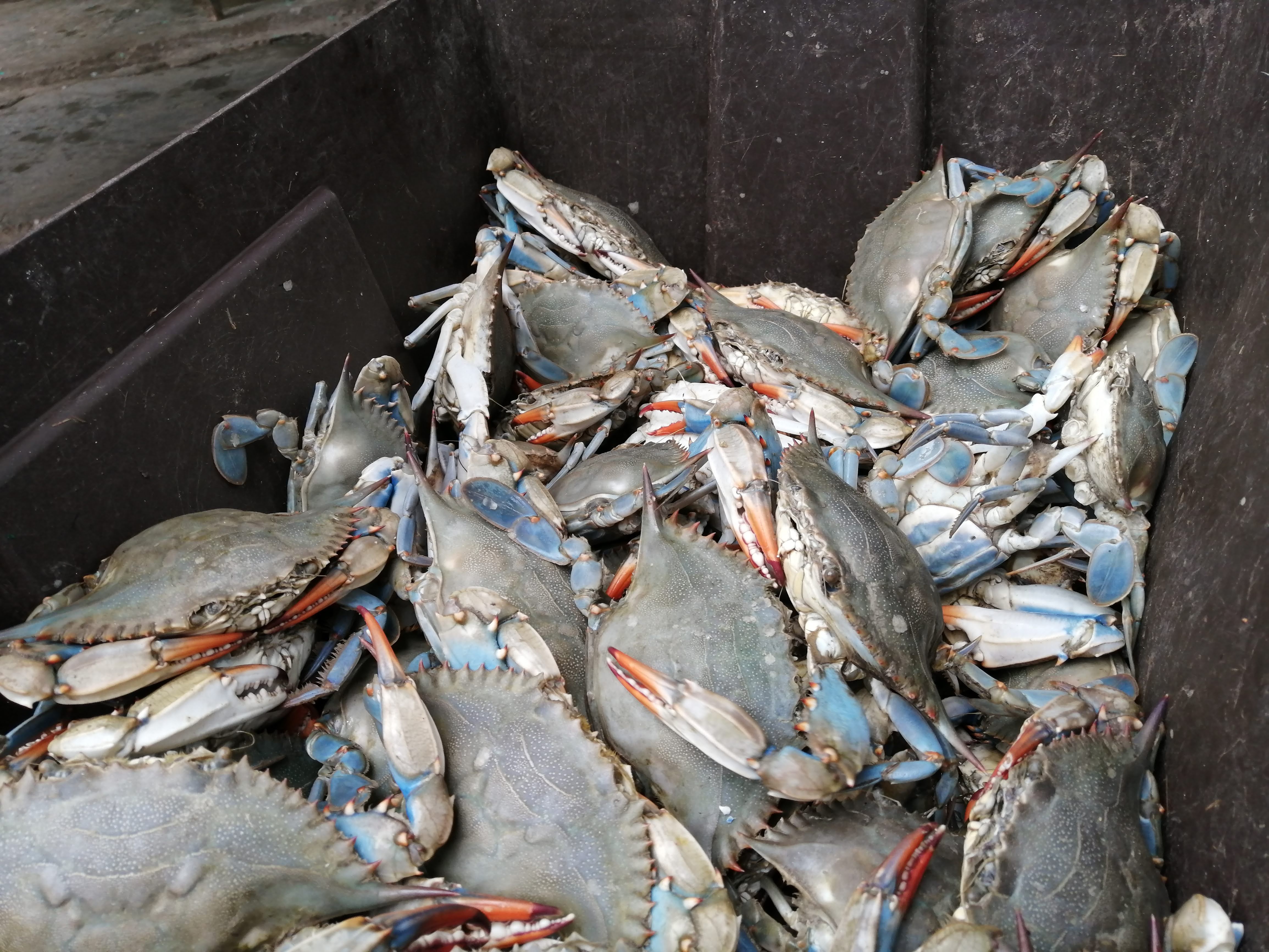 Baja producción de jaiba en Altamira