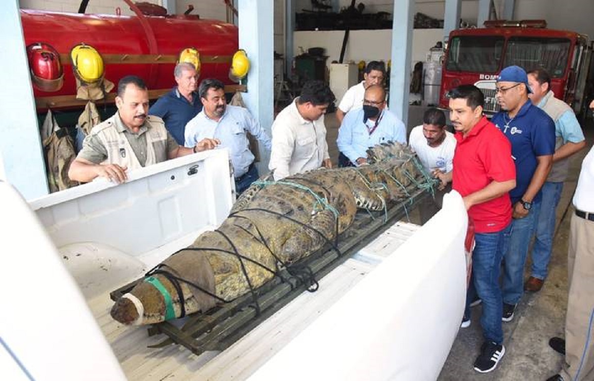 Estudiarán a cocodrilos