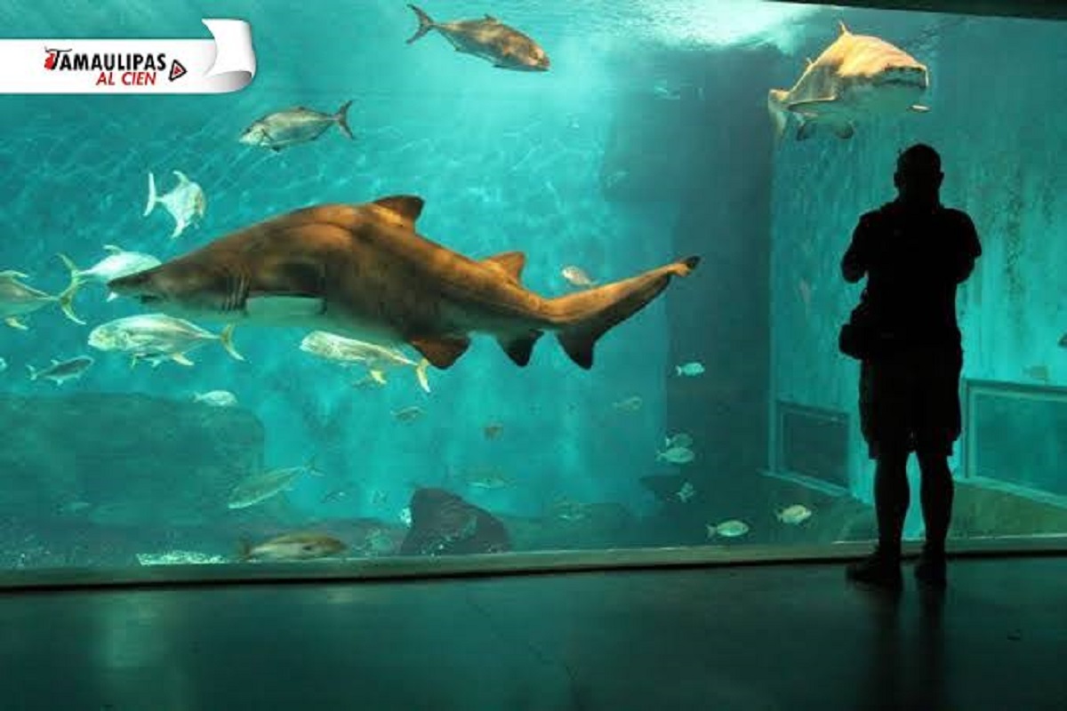 Tampico con posibilidad de aterrizar acuario