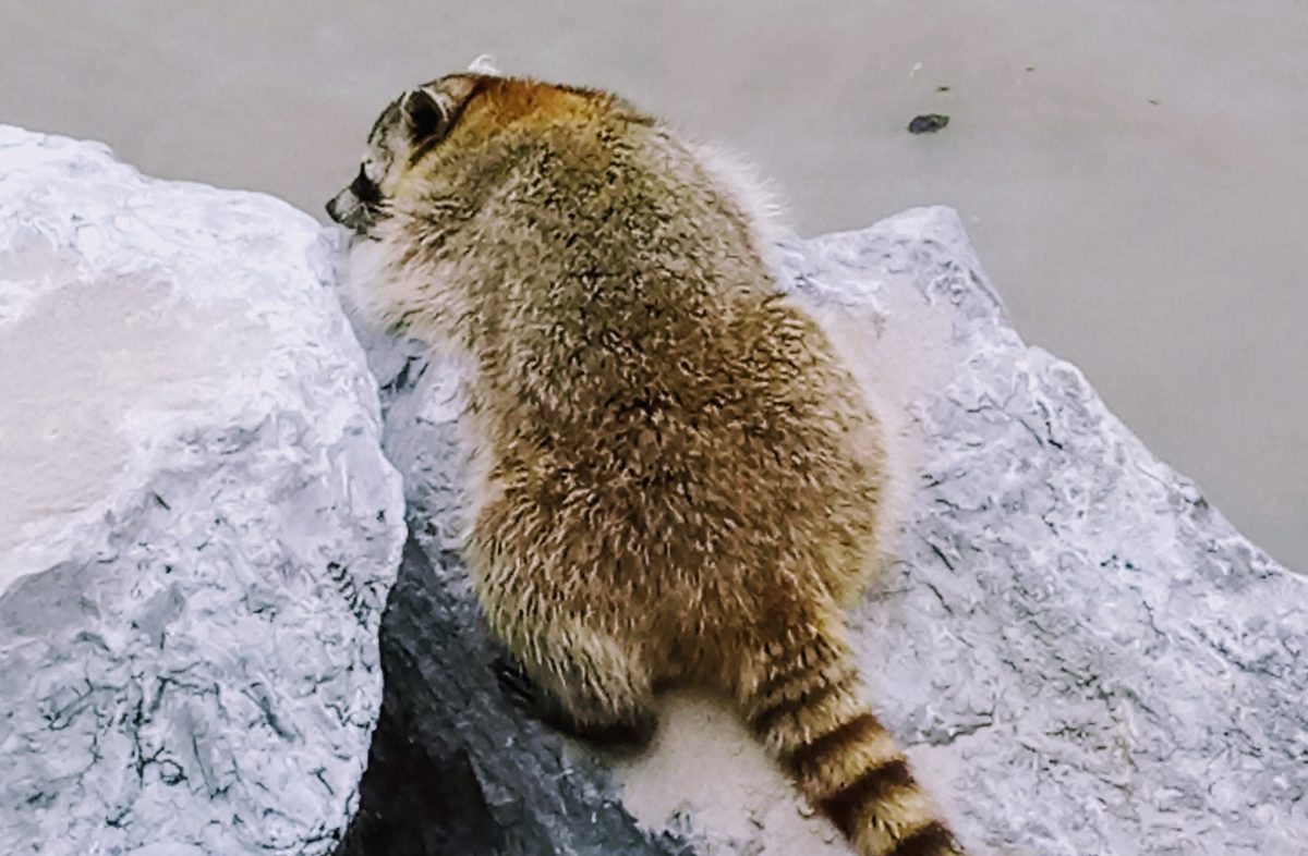 Mapaches en Altamira