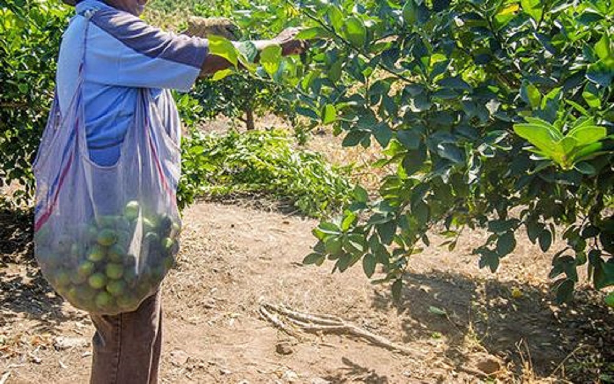 Asesinaron a 3 cortadores de limón