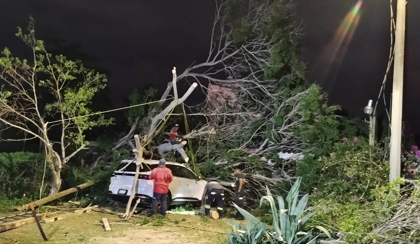 Árbol aplastó dos vehículos