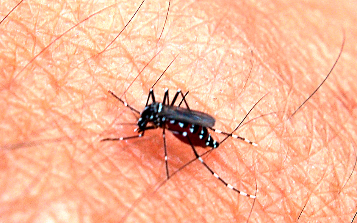 OMS advierte de alto riesgo de expansión mundial del dengue. Hasta ahora, hay 5 millones de casos y 5 mil víctimas mortales.