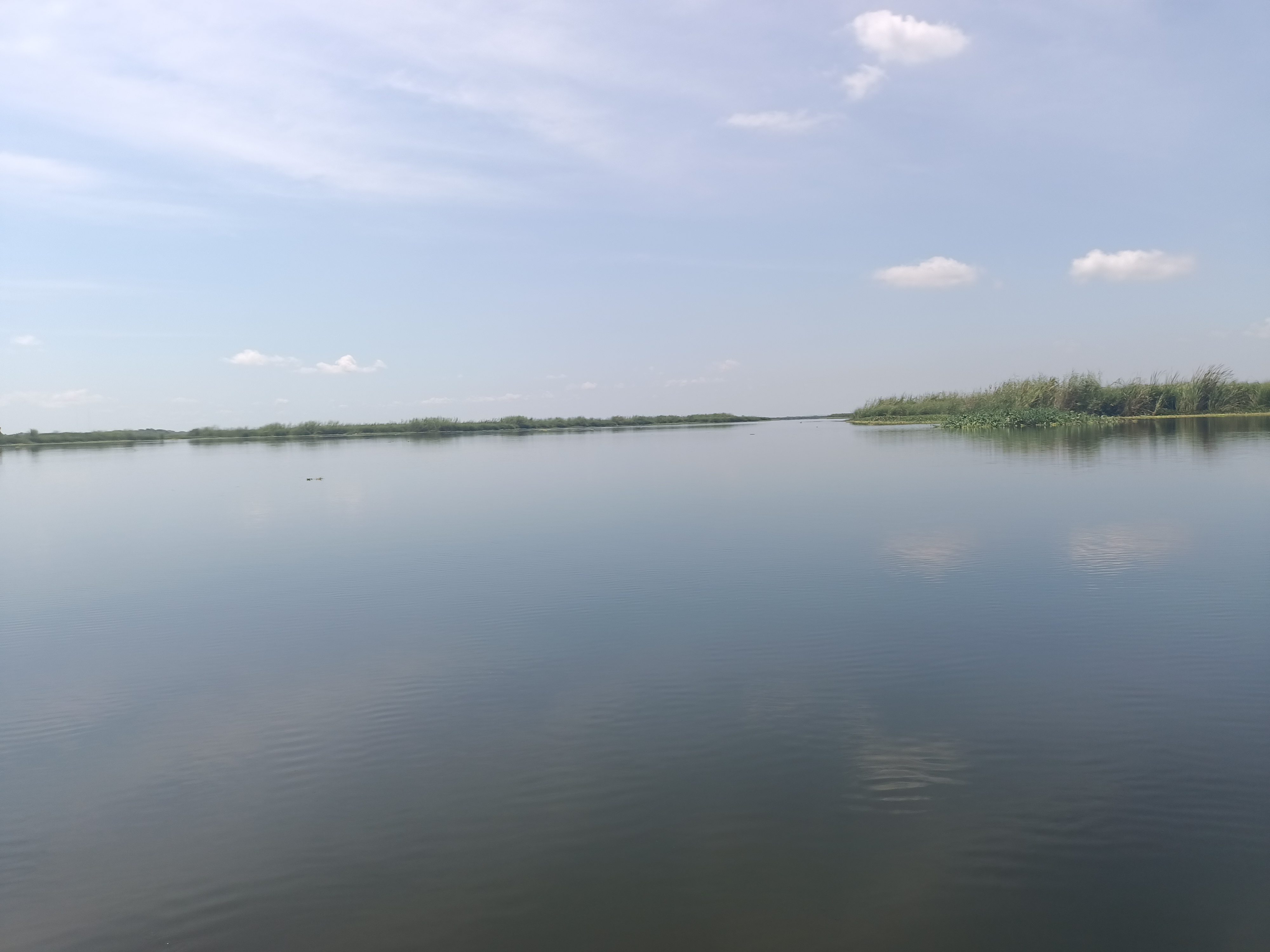 En el río Guayalejo y Tamesí