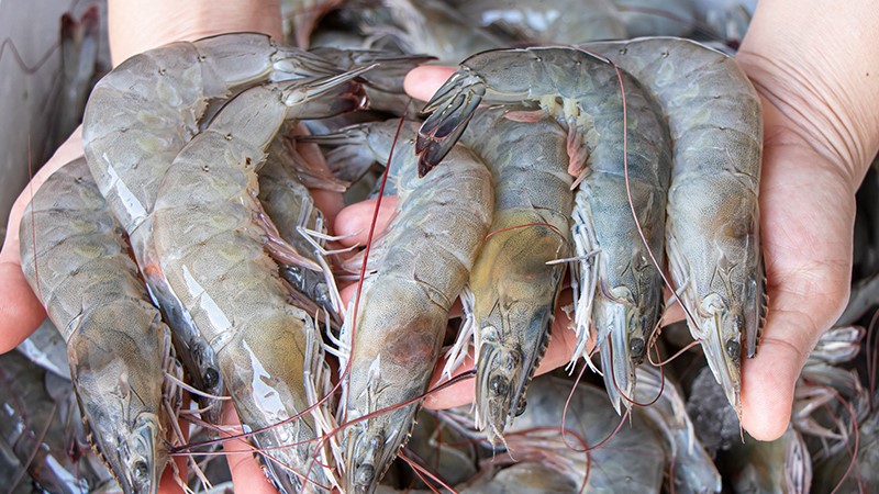 Camarón para Cuaresma