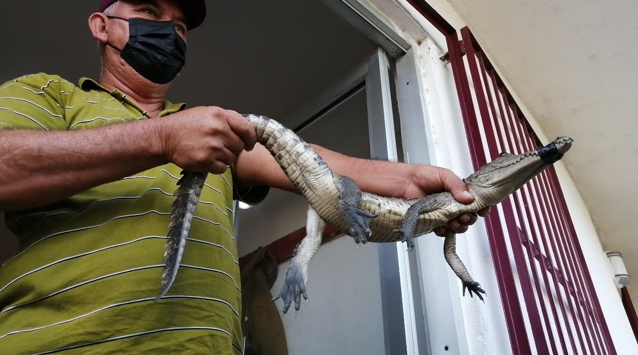 cocodrilos en Altamira