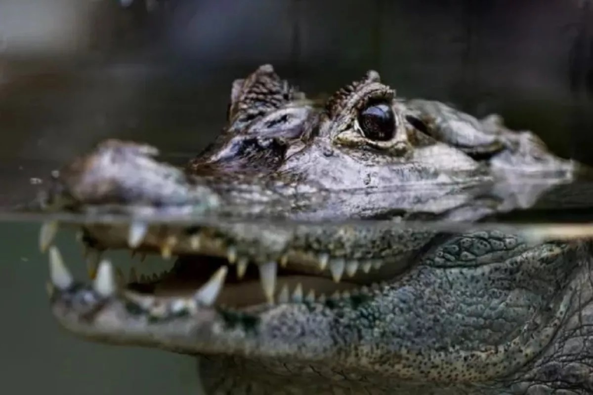 cocodrilo Miramar