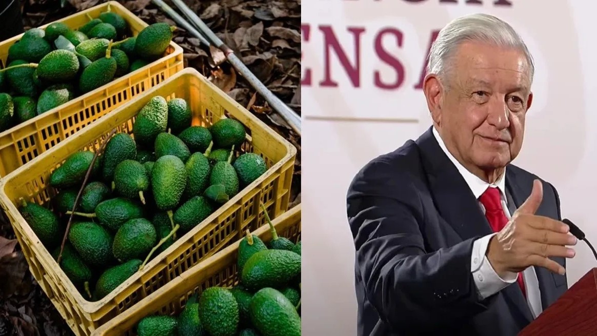 Exportación de aguacate