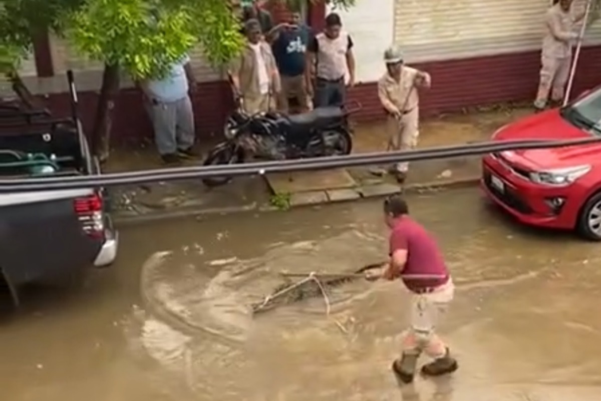 Altamira y cocodrilos