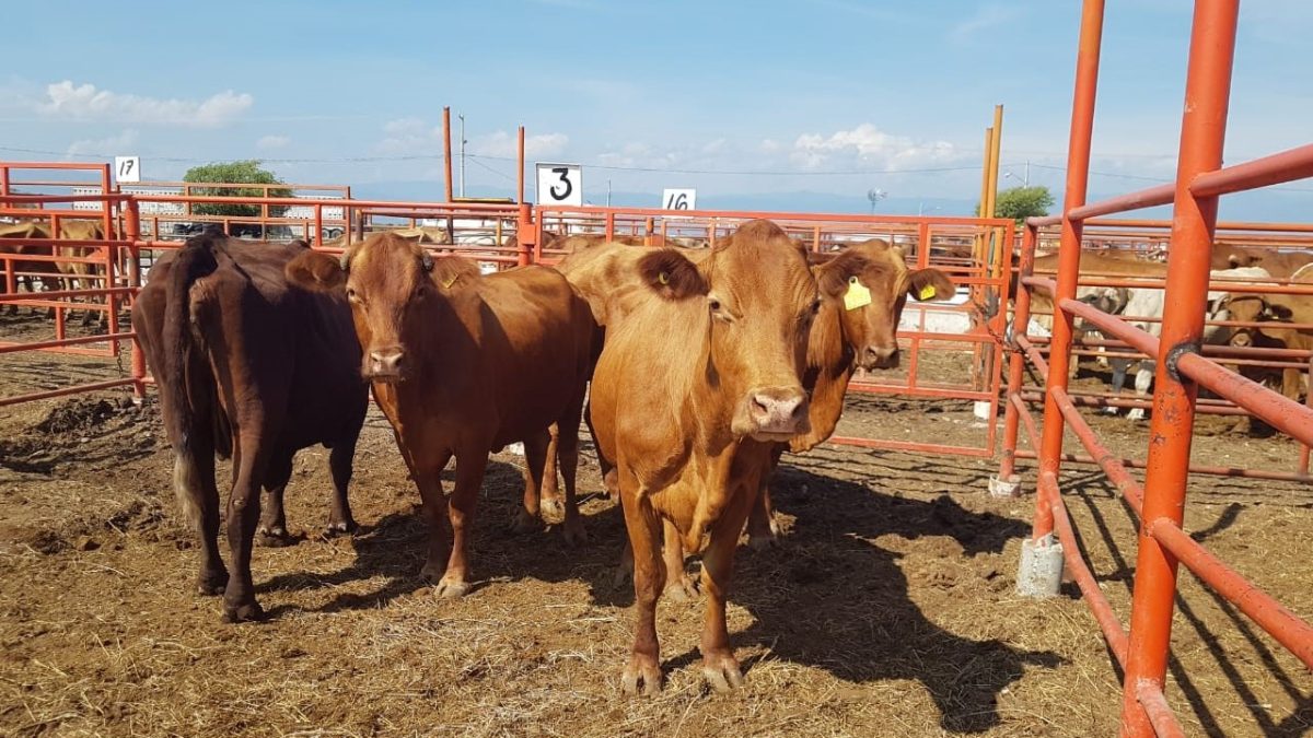 Ganaderos de Tamaulipas