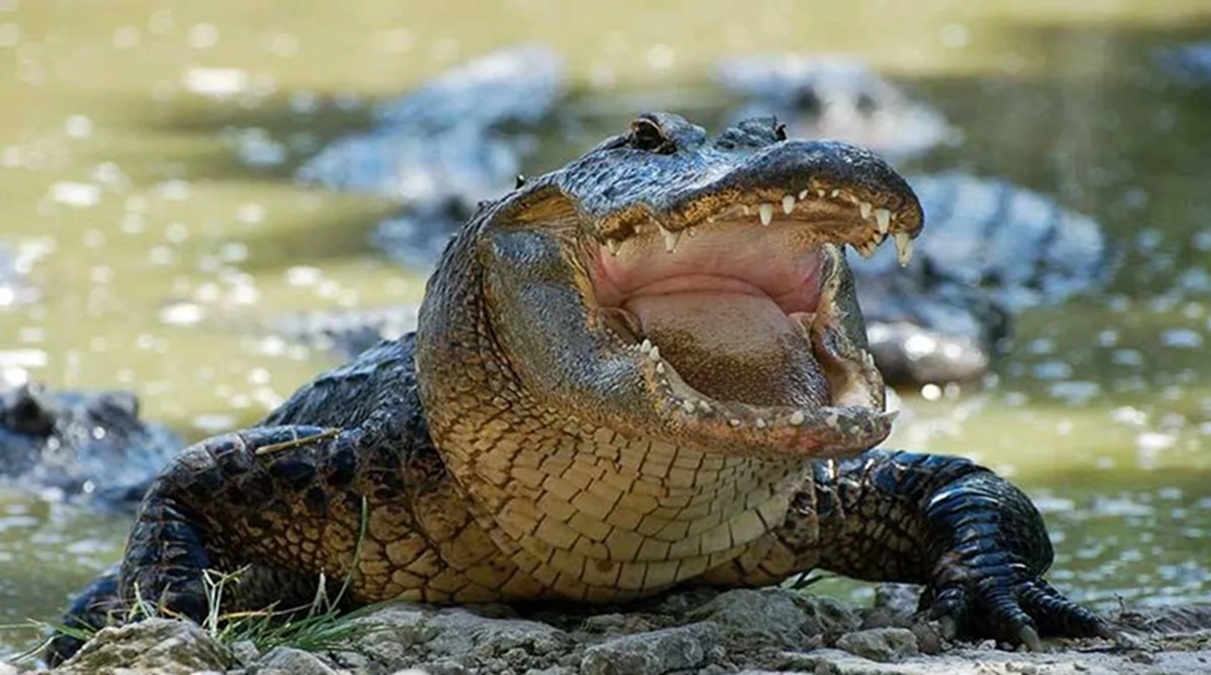 cocodrilos en la Laguna del Carpintero
