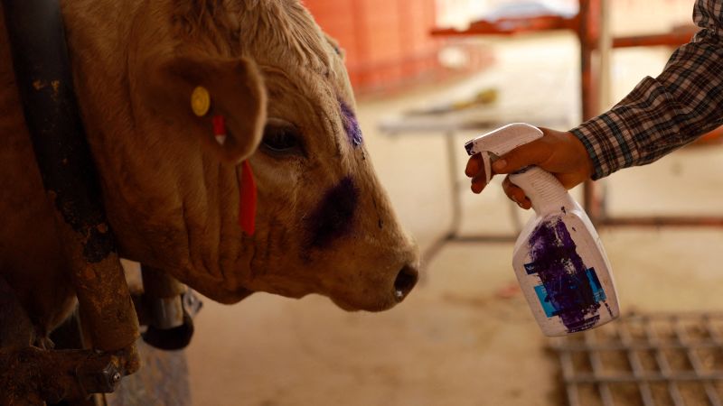 Estados Unidos (EEUU) ordena cierre inmediato al ganado mexicano por nuevo caso de gusano barrenador, un día después de reactivarse.